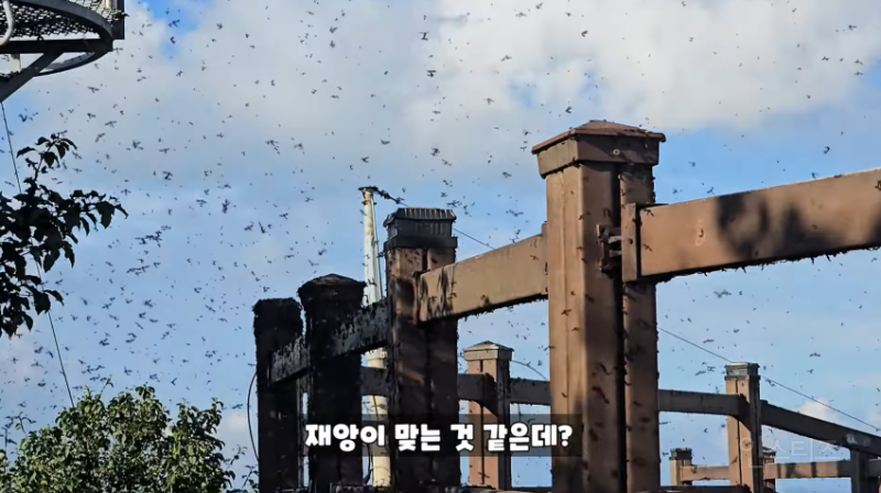 인천 러브버그 상황과 러브버거 (징그러움 주의) | 인스티즈