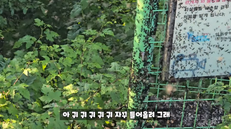 인천 러브버그 상황과 러브버거 (징그러움 주의) | 인스티즈