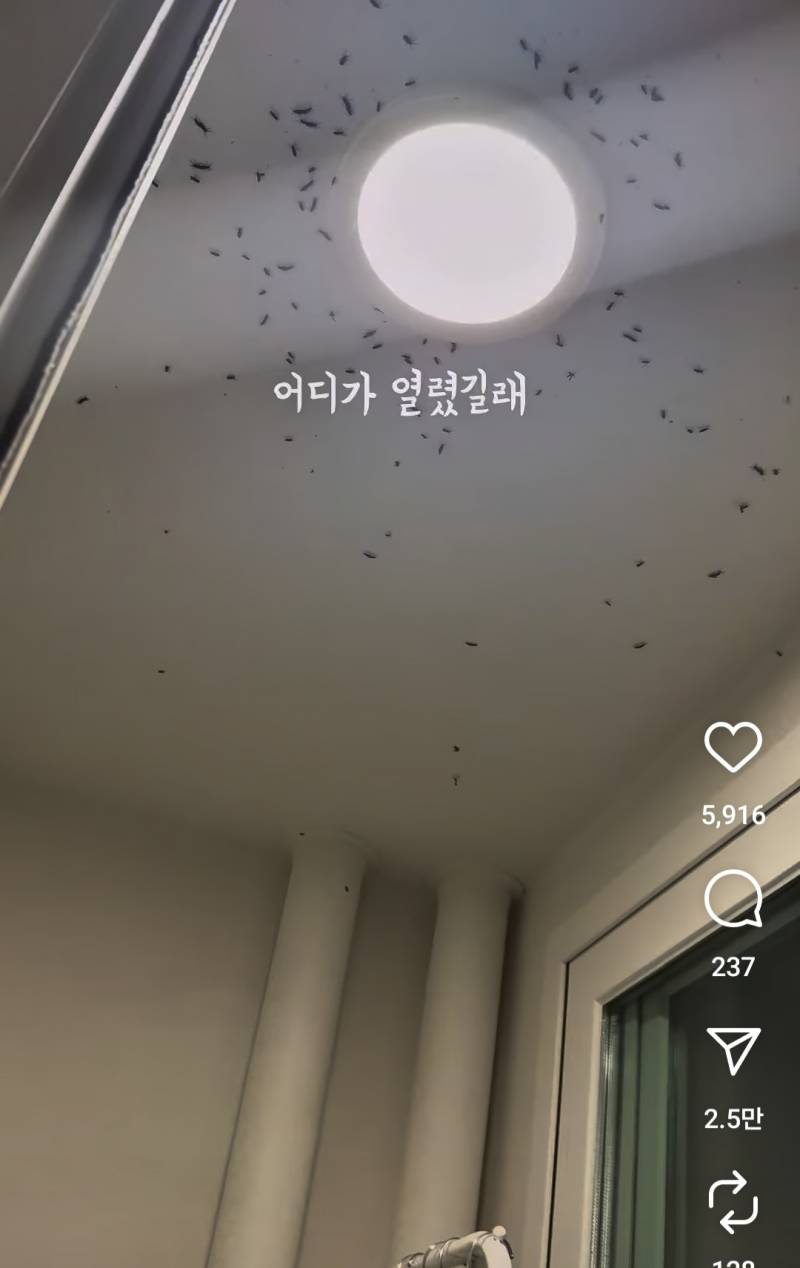 [잡담] 지금 러브버그 진짜 이정도야? | 인스티즈