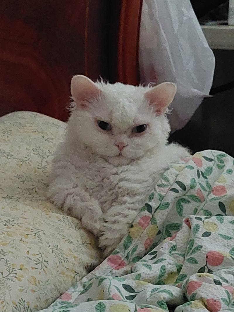 [잡담] 울집 돼냥이야 | 인스티즈