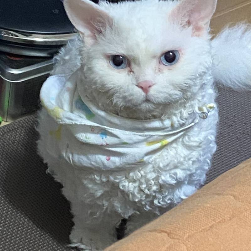 [잡담] 울집 돼냥이야 | 인스티즈
