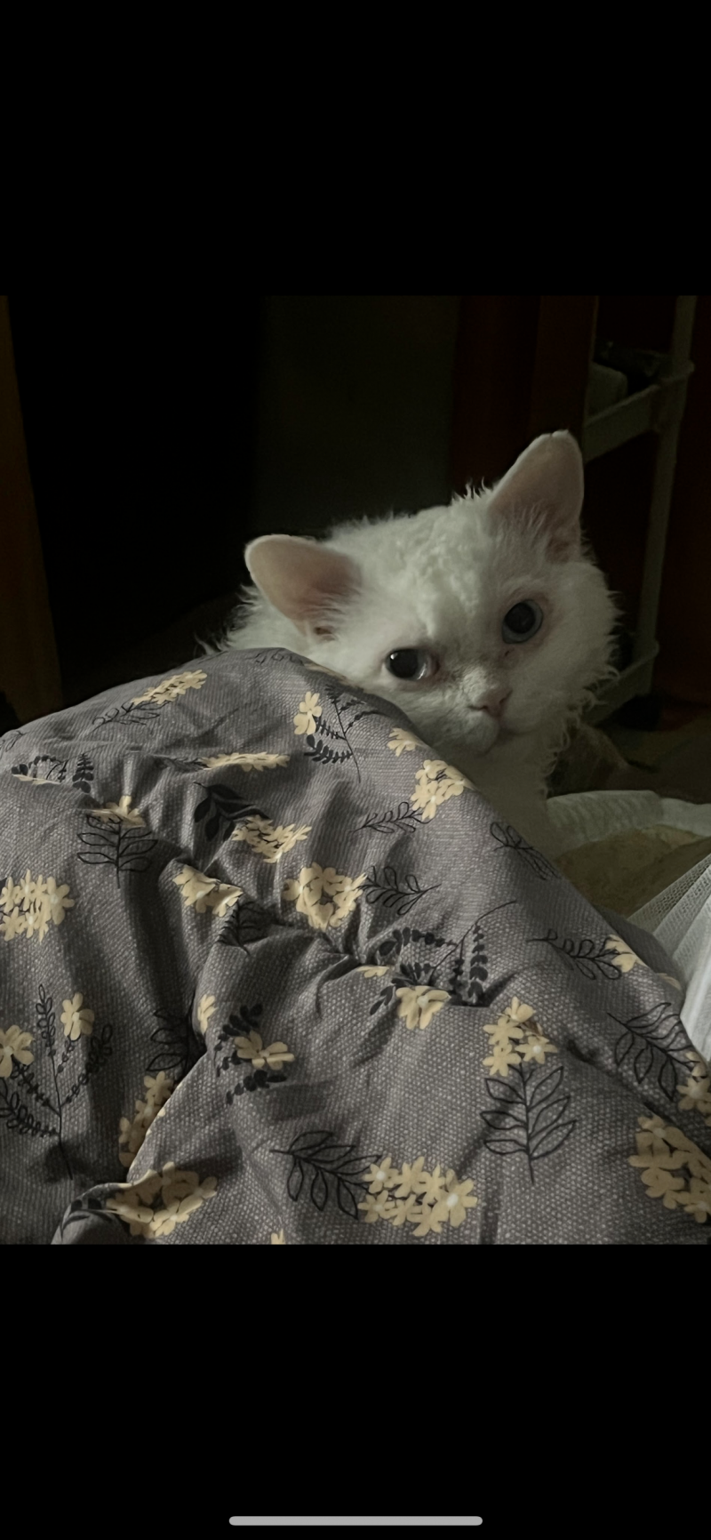 [잡담] 울집 돼냥이야 | 인스티즈
