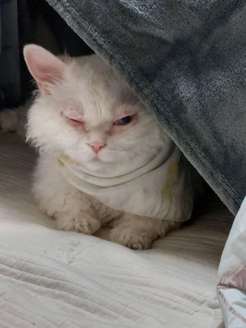 [잡담] 울집 돼냥이야 | 인스티즈