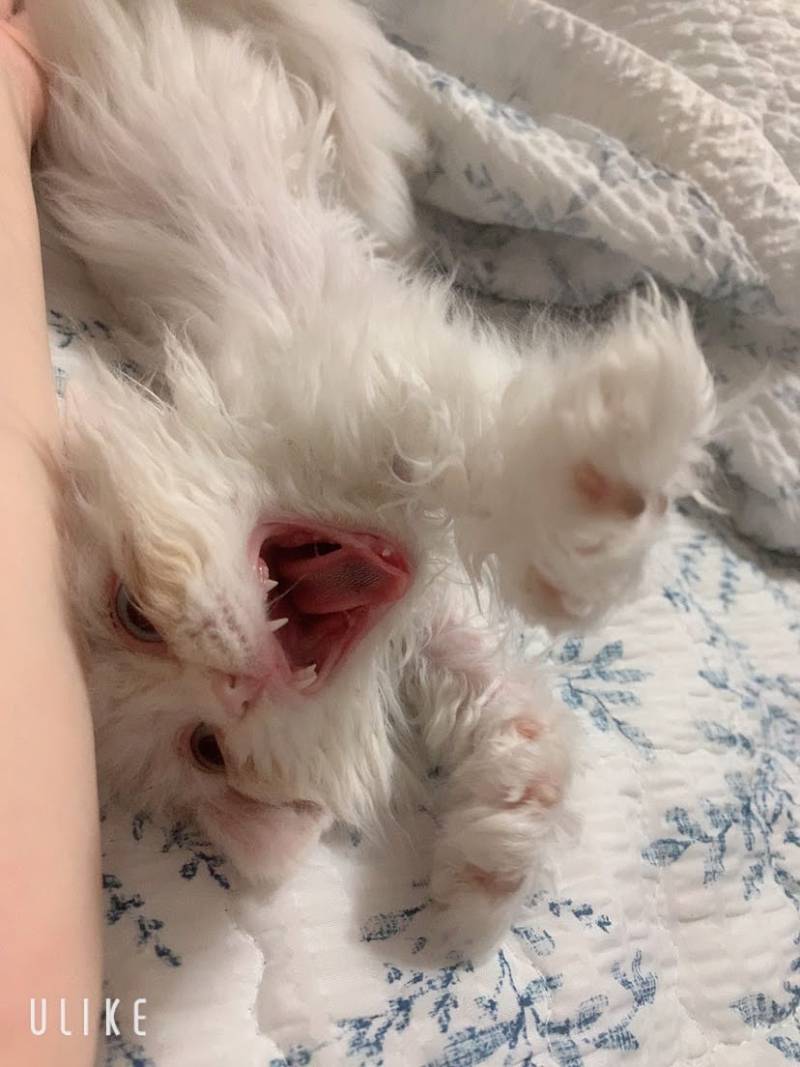 [잡담] 울집 돼냥이야 | 인스티즈