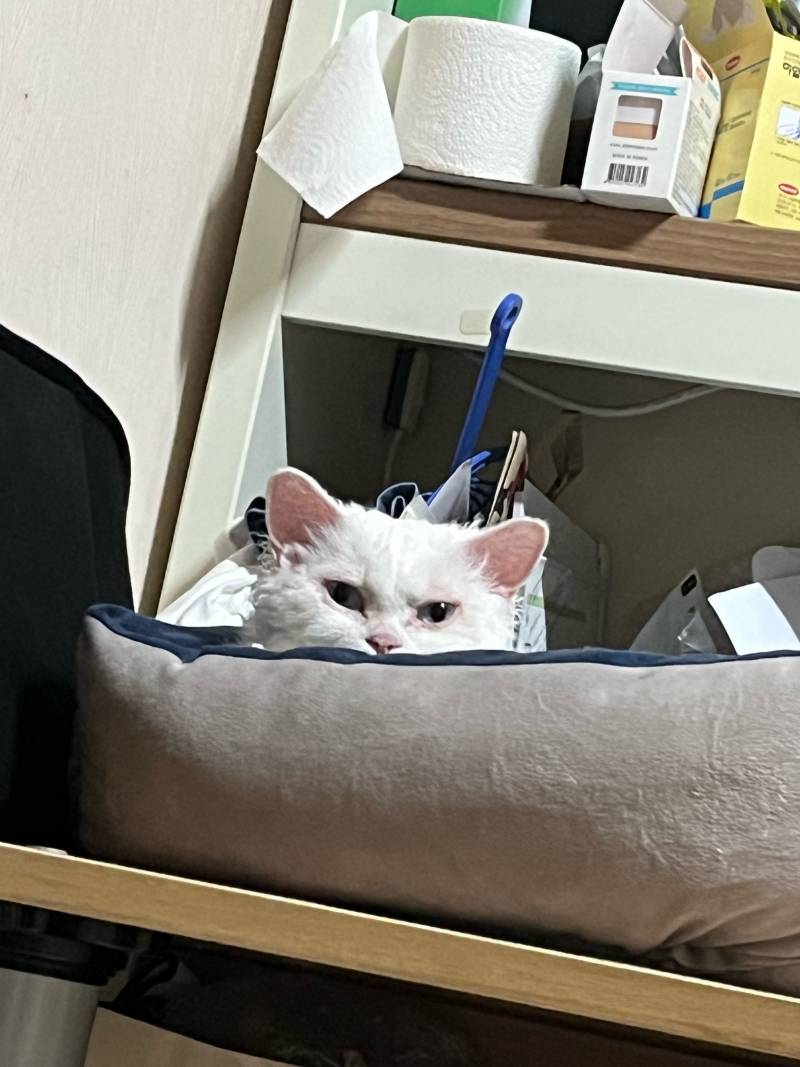 [잡담] 울집 돼냥이야 | 인스티즈