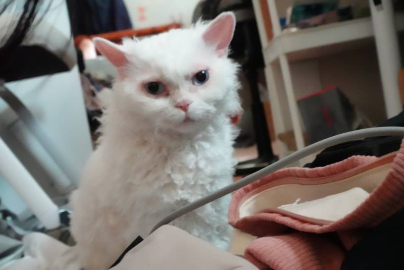 [잡담] 울집 돼냥이야 | 인스티즈