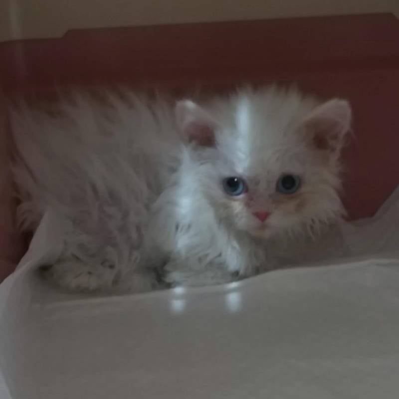 [잡담] 울집 돼냥이야 | 인스티즈