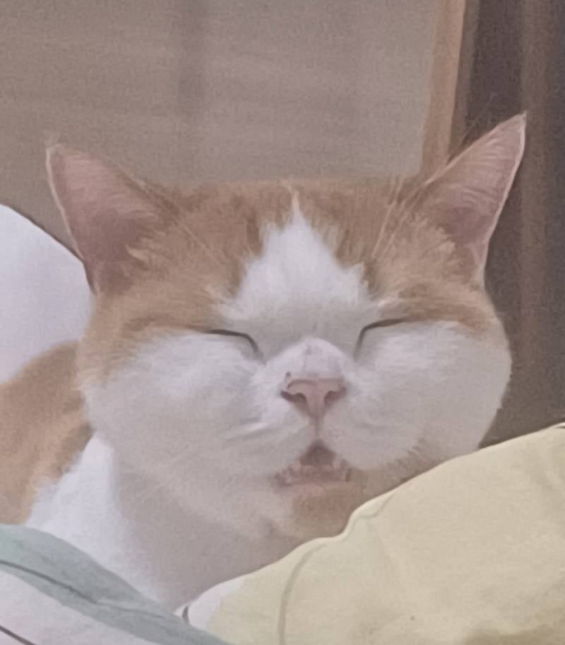 [잡담] 울고앵 입벌리고 자는거 볼사람🤤 | 인스티즈