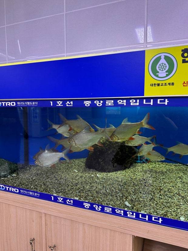 [잡담] 헐........다른 지역 지하철역사 안에는 수족관이 없구나? | 인스티즈