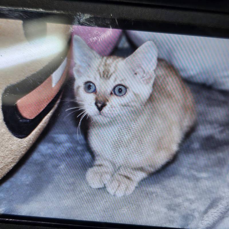 [잡담] 울 애기 어렸을때 현재 모습 볼래🐱 | 인스티즈