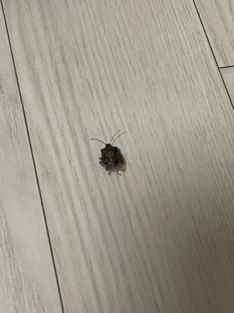 [잡담] 바전문가들아 얘 혹시 바선생이니? 혐오주의 | 인스티즈