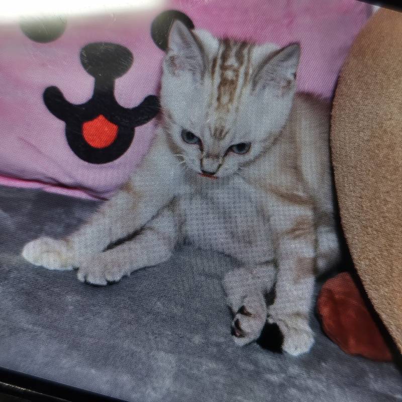 [잡담] 울 애기 어렸을때 현재 모습 볼래🐱 | 인스티즈