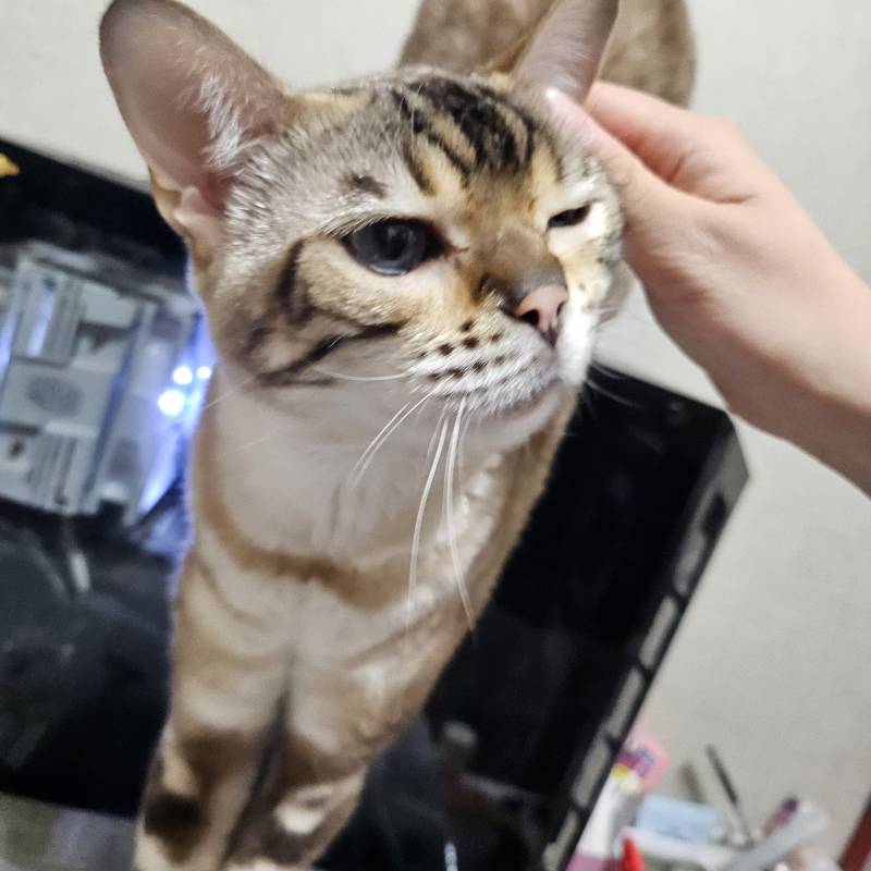 [잡담] 울 애기 어렸을때 현재 모습 볼래🐱 | 인스티즈