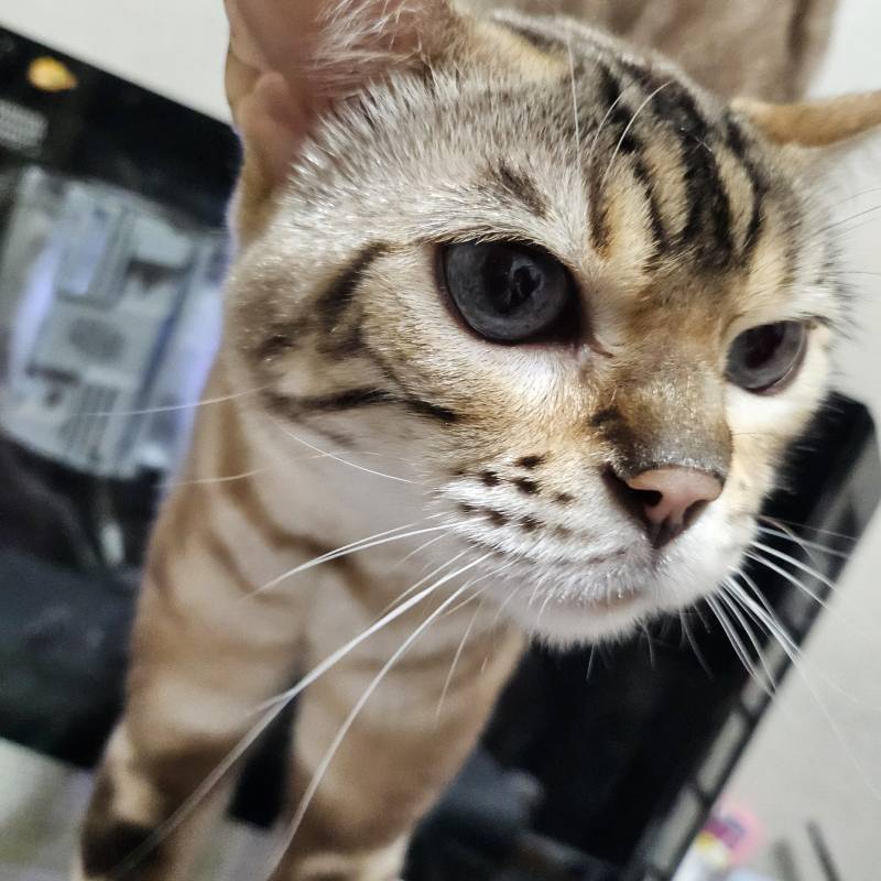 [잡담] 울 애기 어렸을때 현재 모습 볼래🐱 | 인스티즈