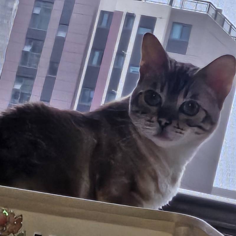 [잡담] 울 애기 어렸을때 현재 모습 볼래🐱 | 인스티즈