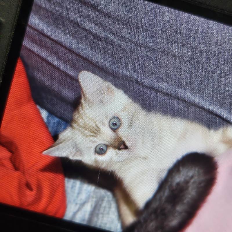 [잡담] 울 애기 어렸을때 현재 모습 볼래🐱 | 인스티즈