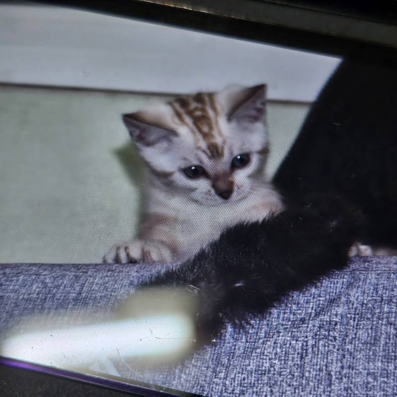 [잡담] 울 애기 어렸을때 현재 모습 볼래🐱 | 인스티즈