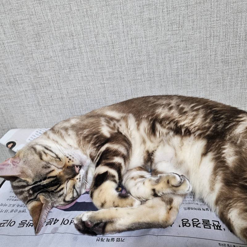 [잡담] 울 애기 어렸을때 현재 모습 볼래🐱 | 인스티즈