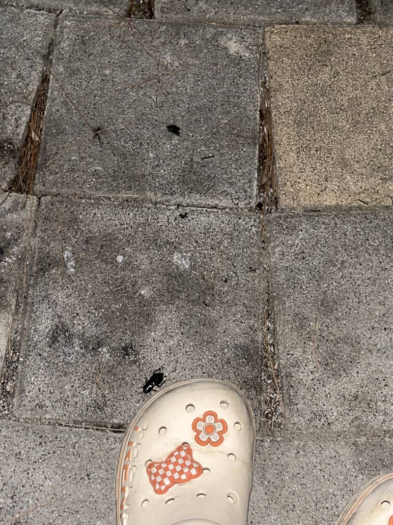 [잡담] 아 미치이이잉 이거 바퀴야?!?!! ㅠㅠㅠㅠ ㅎㅇㅈㅇ | 인스티즈