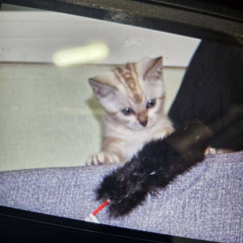 [잡담] 울 애기 어렸을때 현재 모습 볼래🐱 | 인스티즈