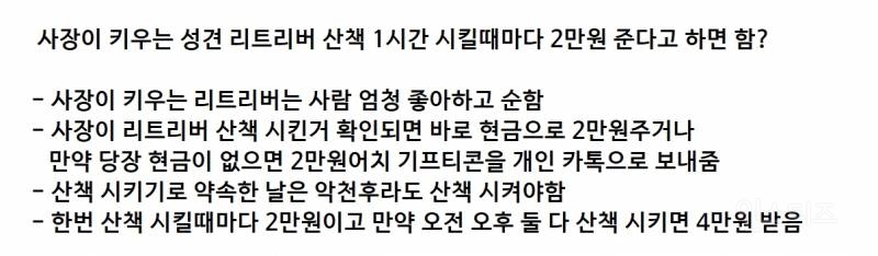 사장이 키우는 리트리버 산책 1시간 시킬때마다 2만원 준다고 하면 함? | 인스티즈