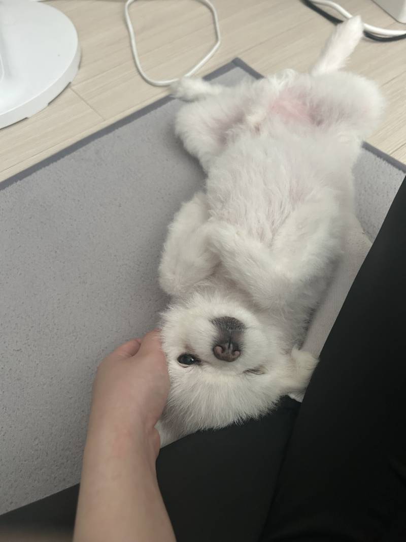 [잡담] 울 댕댕이 나 반갸주는거봐 | 인스티즈