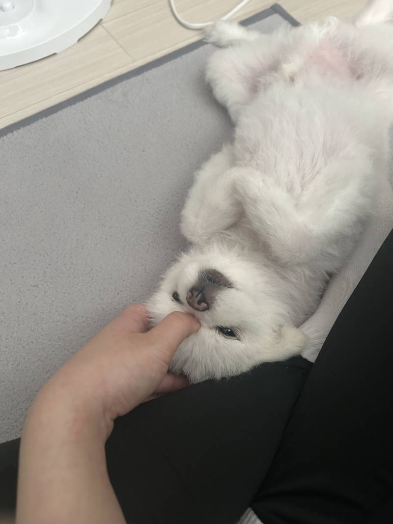 [잡담] 울 댕댕이 나 반갸주는거봐 | 인스티즈