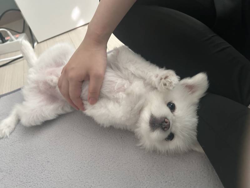 [잡담] 울 댕댕이 나 반갸주는거봐 | 인스티즈