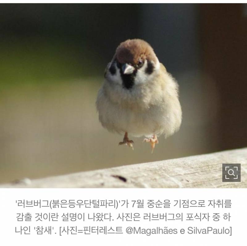 [잡담] 와 러브버그 천적 용맹한거바.. | 인스티즈