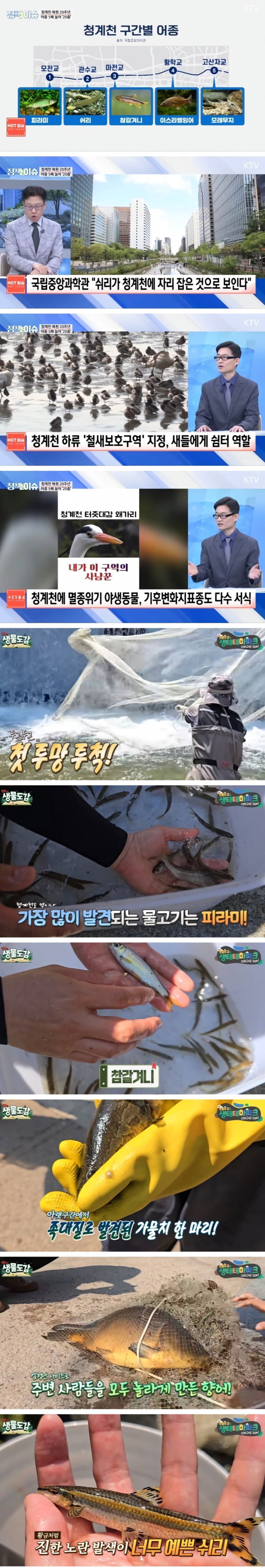 최근 청계천 근황 | 인스티즈