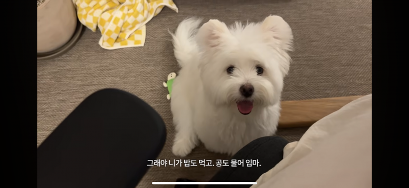 [잡담] 이주미가 입양한 강아지 살구 미쳣음 다들 유튜브봐 | 인스티즈