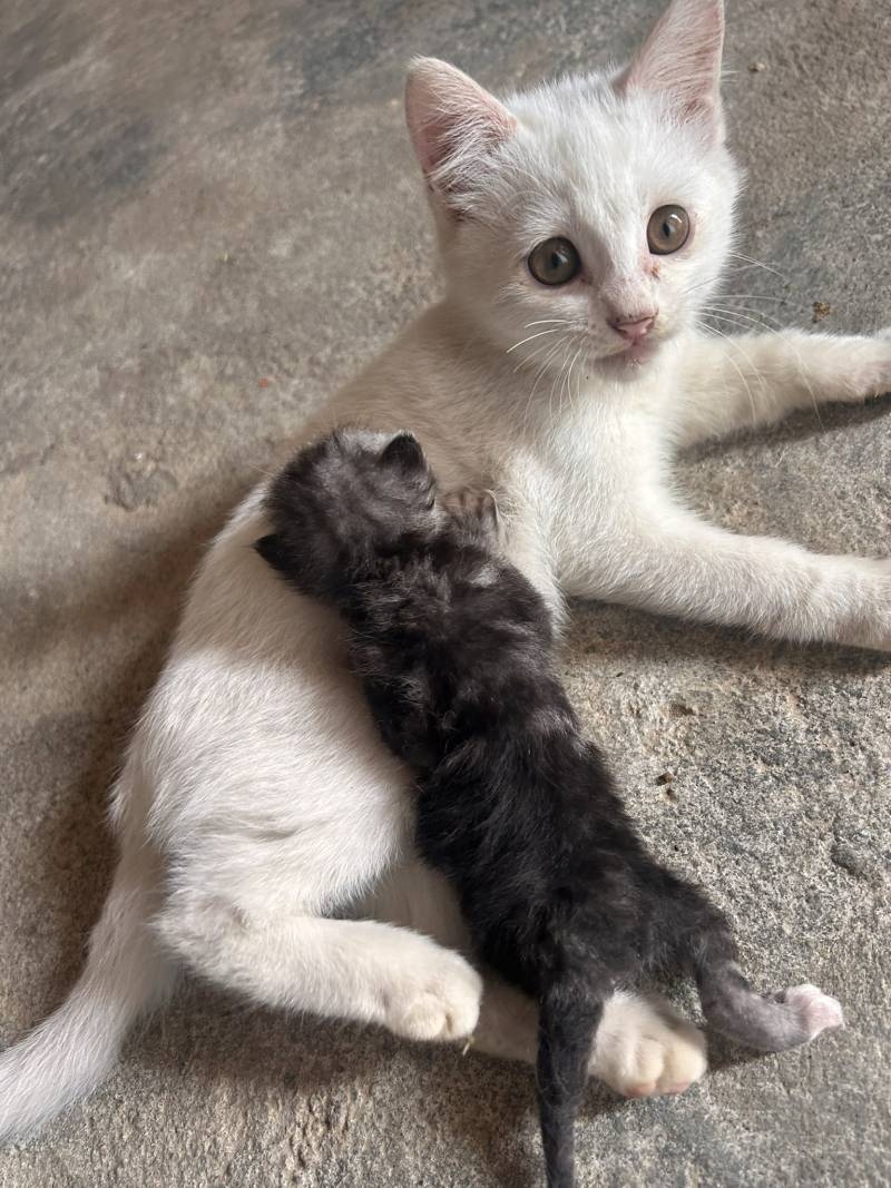 요술봉에 매료된 아기고양이 | 인스티즈