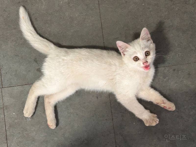 요술봉에 매료된 아기고양이 | 인스티즈