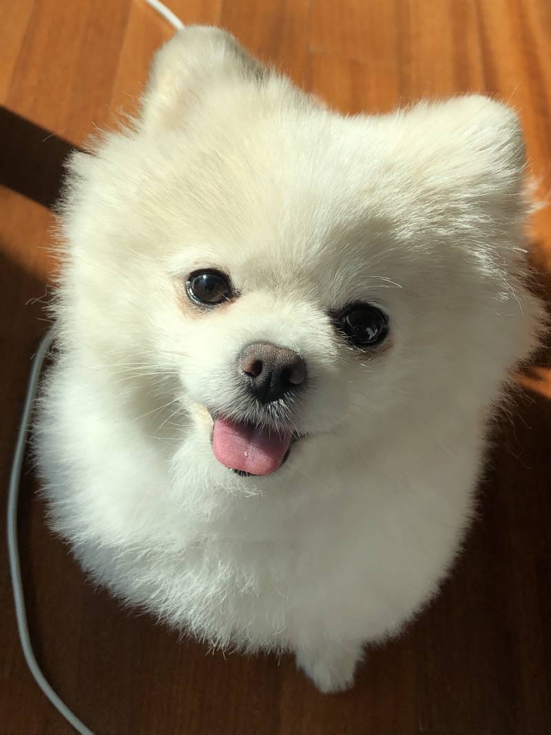 [잡담] 울집 강아지 포메치고 ㄹㅈㄷ 순해보이지 | 인스티즈