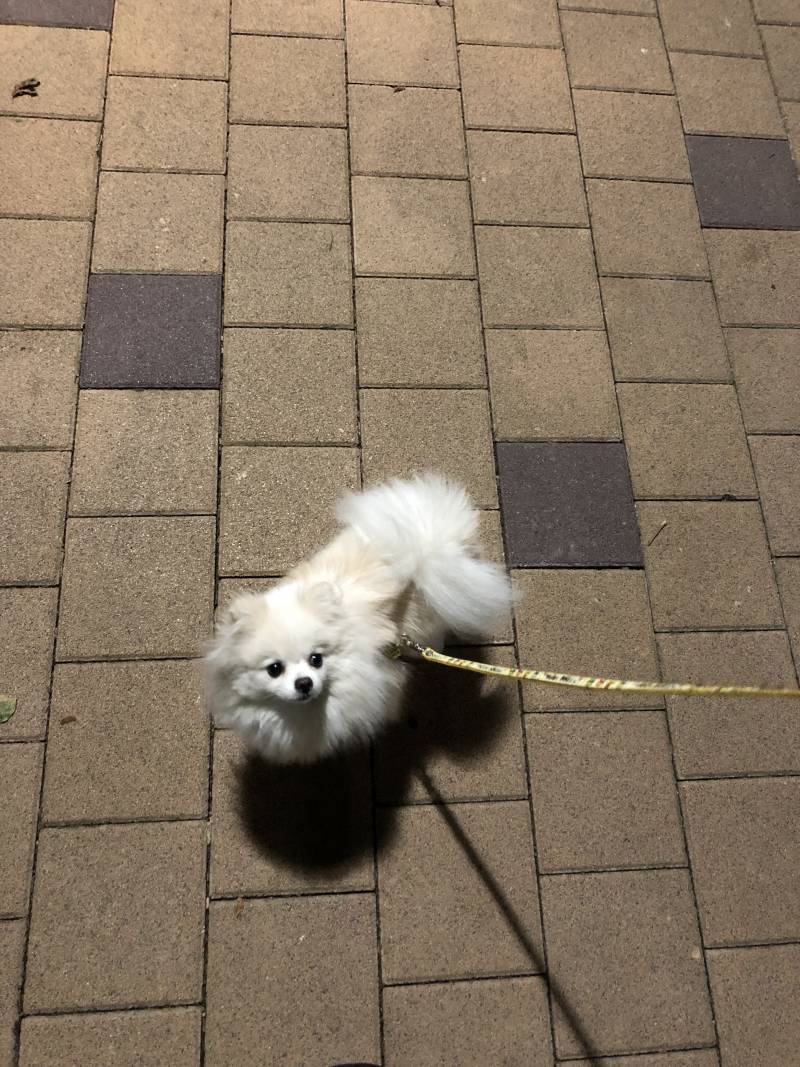 [잡담] 울집 강아지 포메치고 ㄹㅈㄷ 순해보이지 | 인스티즈