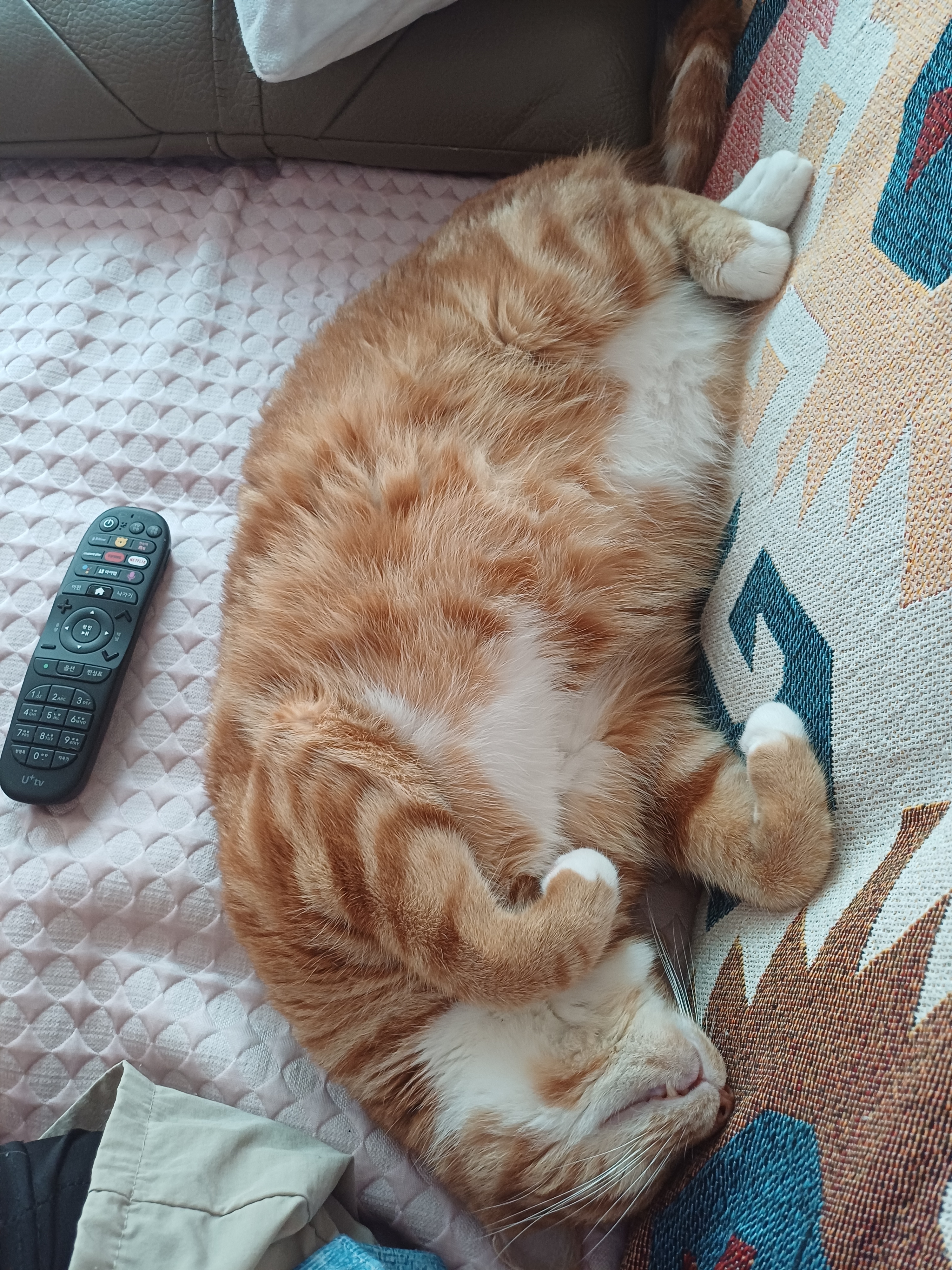 [잡담] 울집 고양이 에어컨 틀어줬더니 기절하심 | 인스티즈