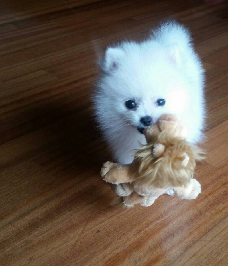 [잡담] 울집 강아지 포메치고 ㄹㅈㄷ 순해보이지 | 인스티즈