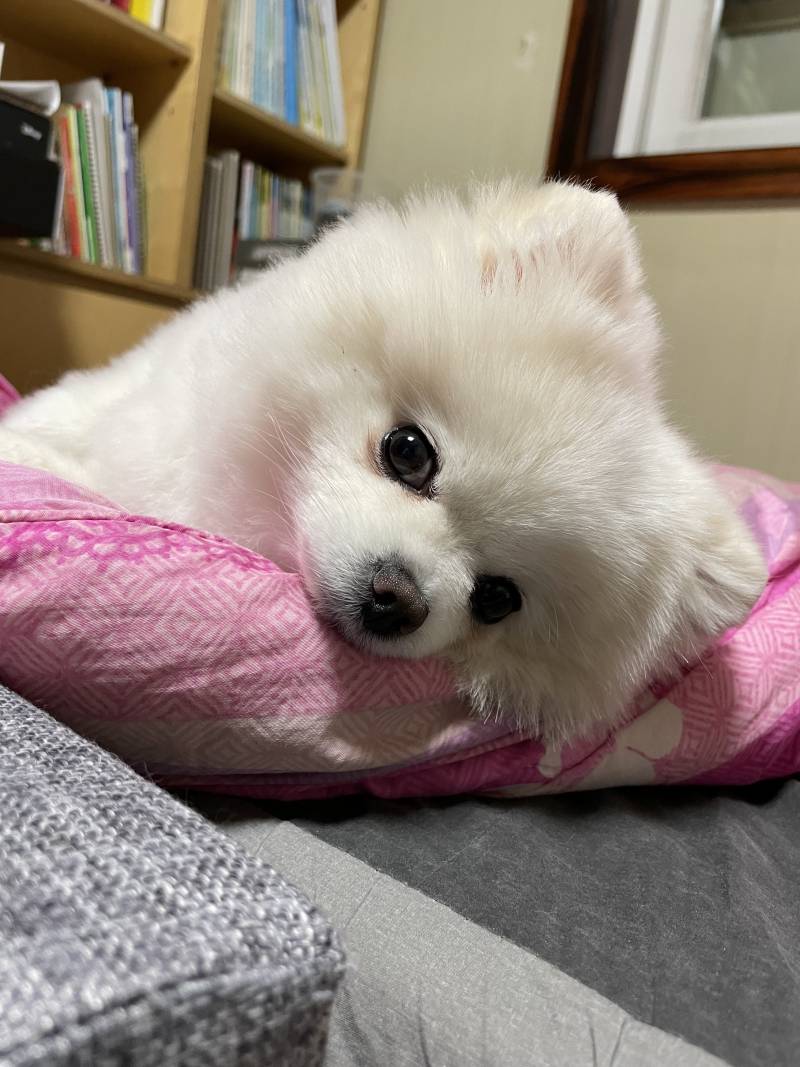 [잡담] 울집 강아지 포메치고 ㄹㅈㄷ 순해보이지 | 인스티즈