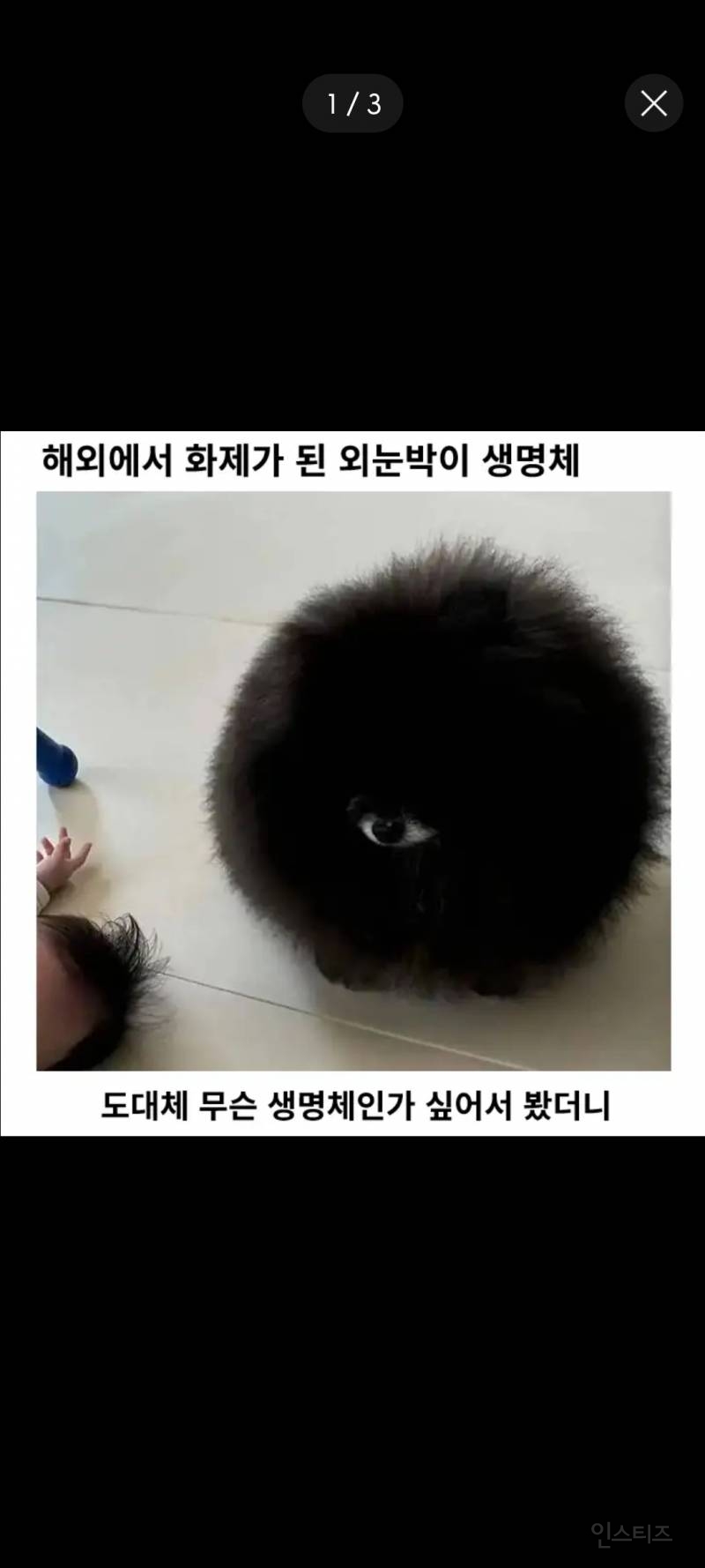 해외에서 화제가 된 외눈박이 생명체 | 인스티즈