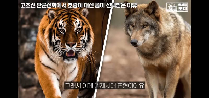 [잡담] 너네 호랑이가 일제강점기때 표현인거 알고잇엇어?;; | 인스티즈