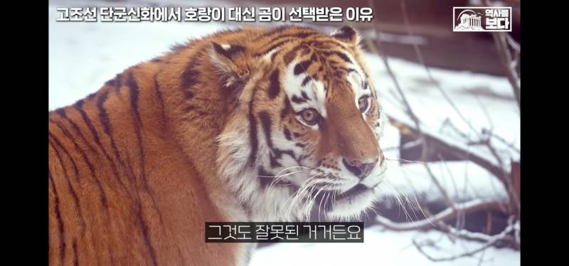 [잡담] 너네 호랑이가 일제강점기때 표현인거 알고잇엇어?;; | 인스티즈