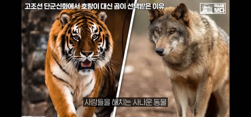 [잡담] 너네 호랑이가 일제강점기때 표현인거 알고잇엇어?;; | 인스티즈
