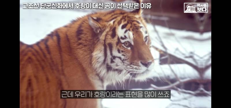 [잡담] 너네 호랑이가 일제강점기때 표현인거 알고잇엇어?;; | 인스티즈