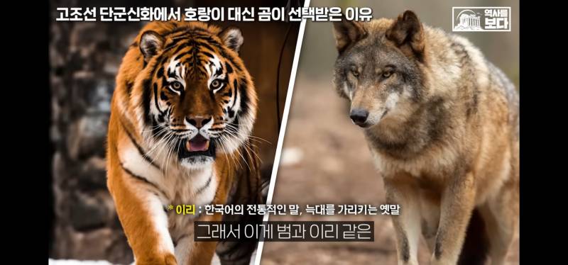 [잡담] 너네 호랑이가 일제강점기때 표현인거 알고잇엇어?;; | 인스티즈