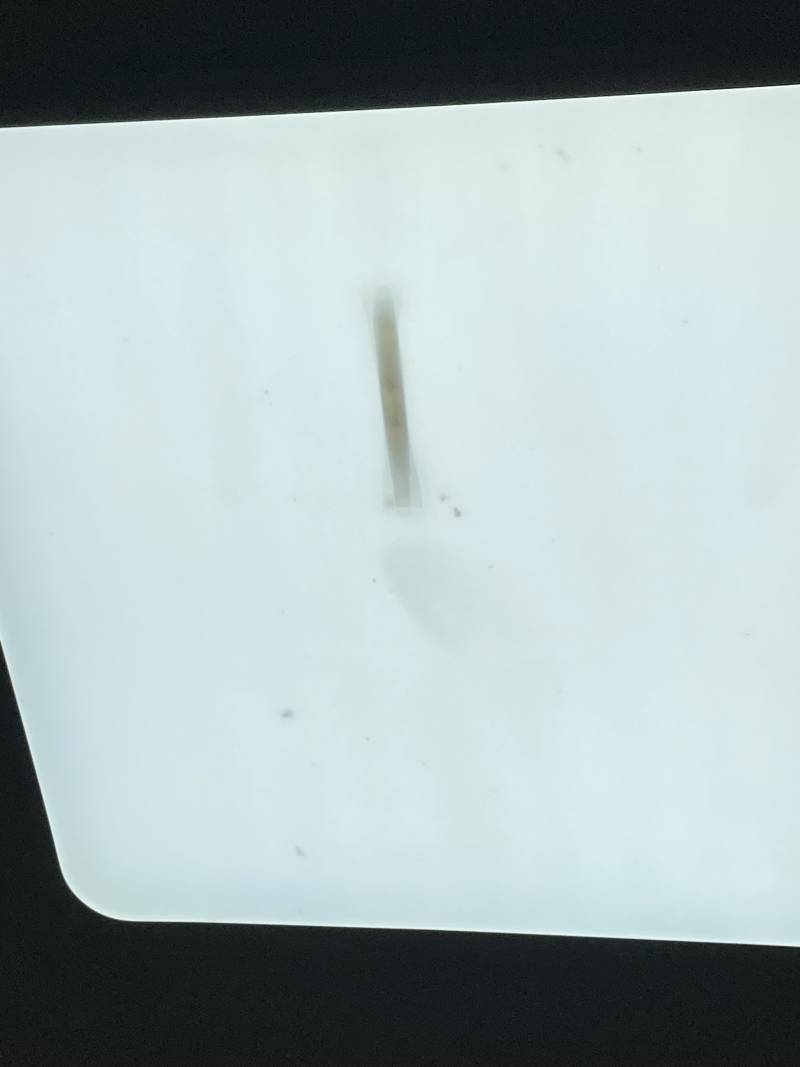 [잡담] 다들 집에 있는 전등에 벌레 시체..있어?.. | 인스티즈