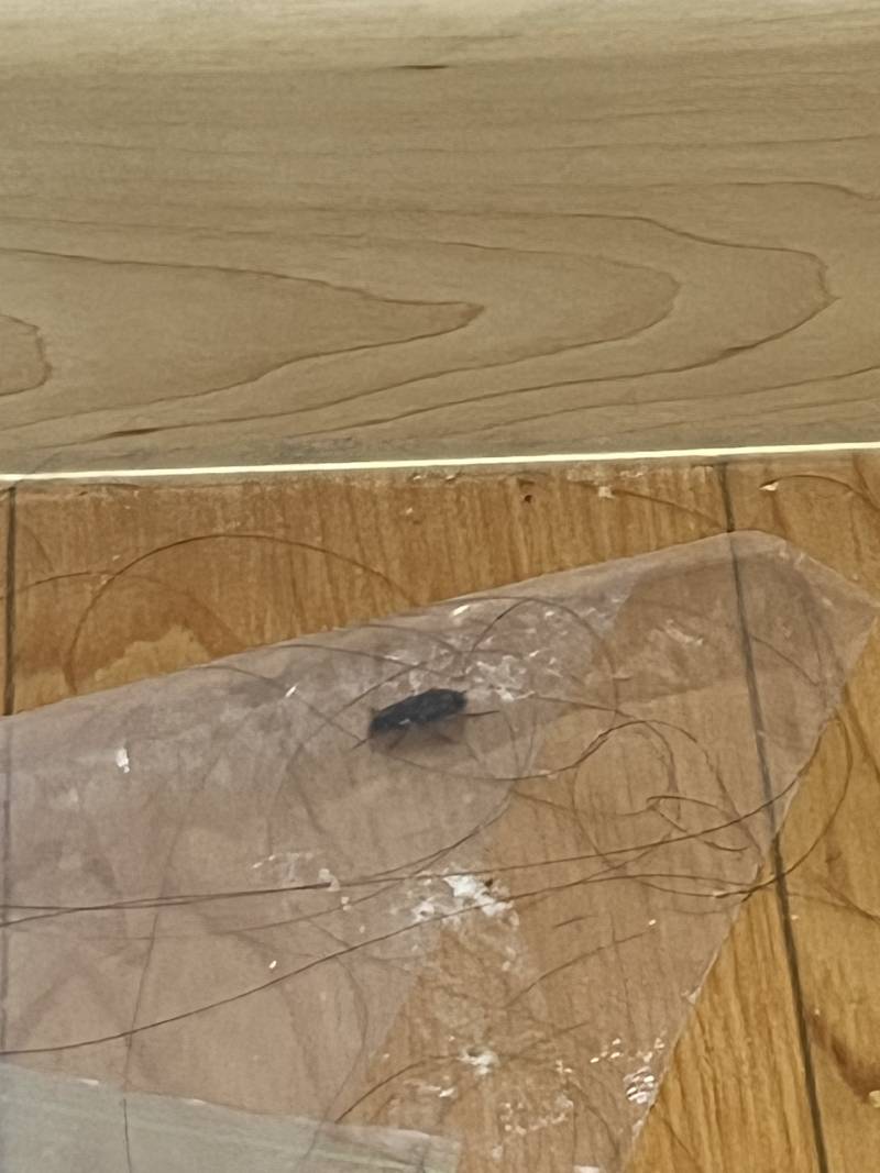 [잡담] ㅎㅇㅈㅇ)이거 바퀴벌레 야 ..? | 인스티즈
