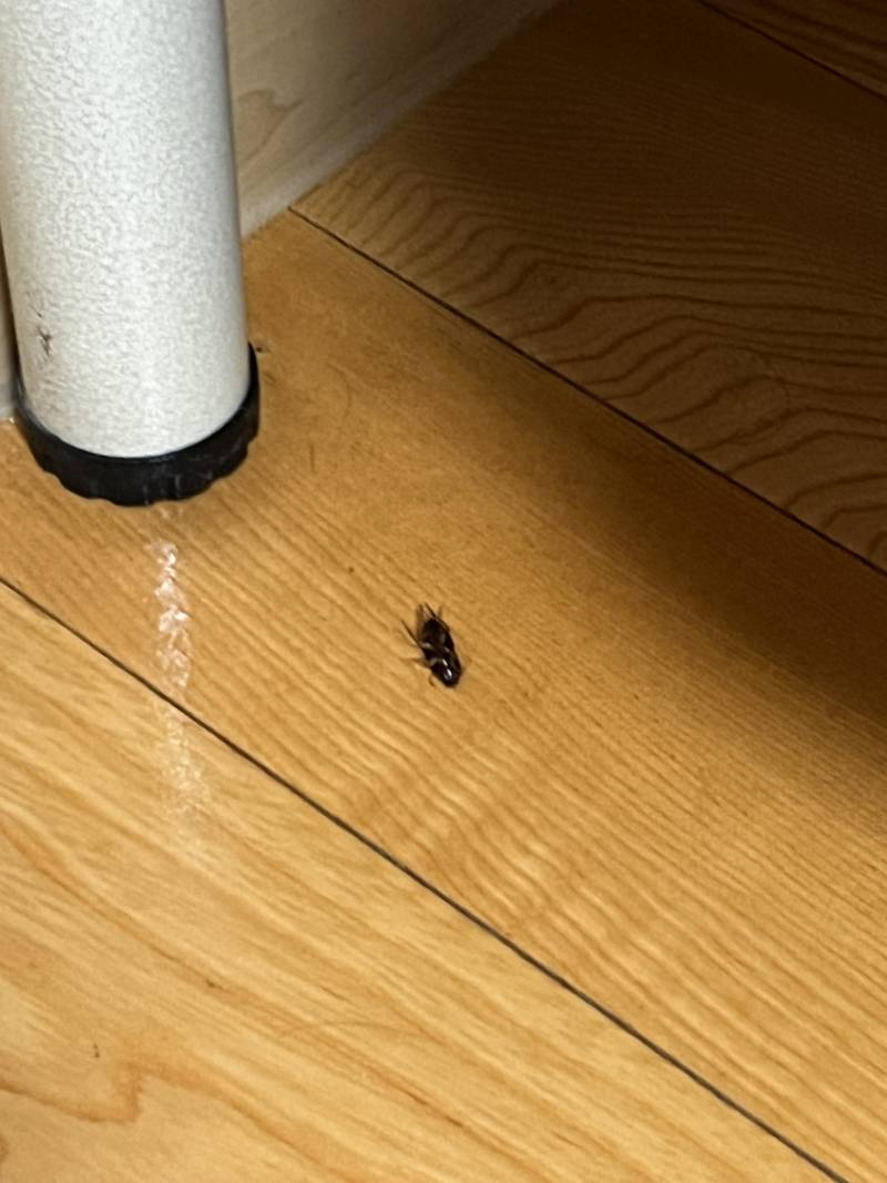 [잡담] ㅎㅇㅈㅇ)이거 바퀴벌레 야 ..? | 인스티즈
