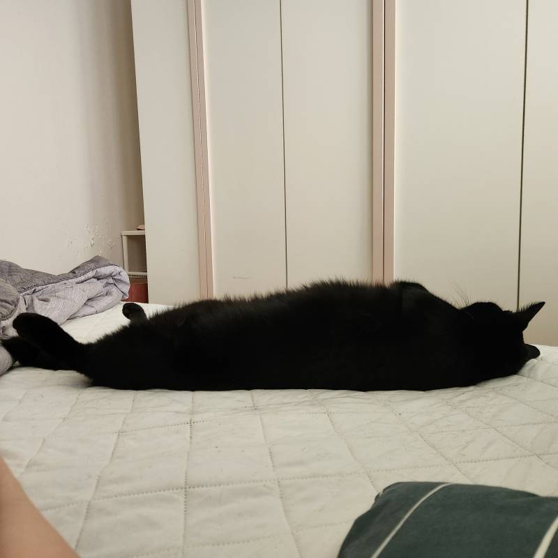 [잡담] 내 옆에 물개냥 있음😺 | 인스티즈