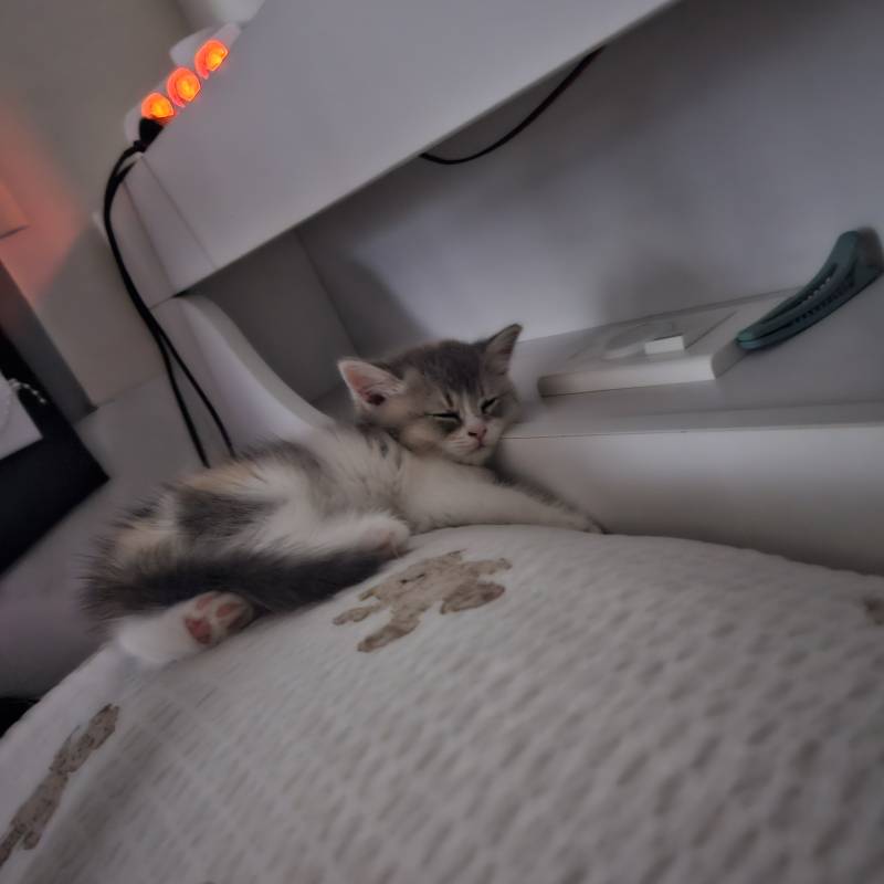 [잡담] 어제데려온 새끼냥이 이러고잠ㅜㅜㅜ | 인스티즈