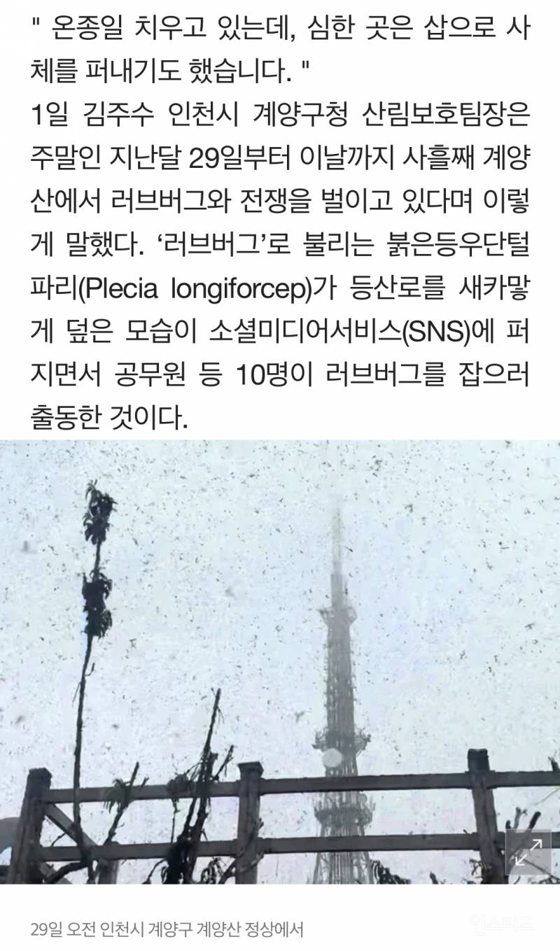 그들에겐 수도권이 천국이었다…마침내 드러난 러브버그 비밀 | 인스티즈